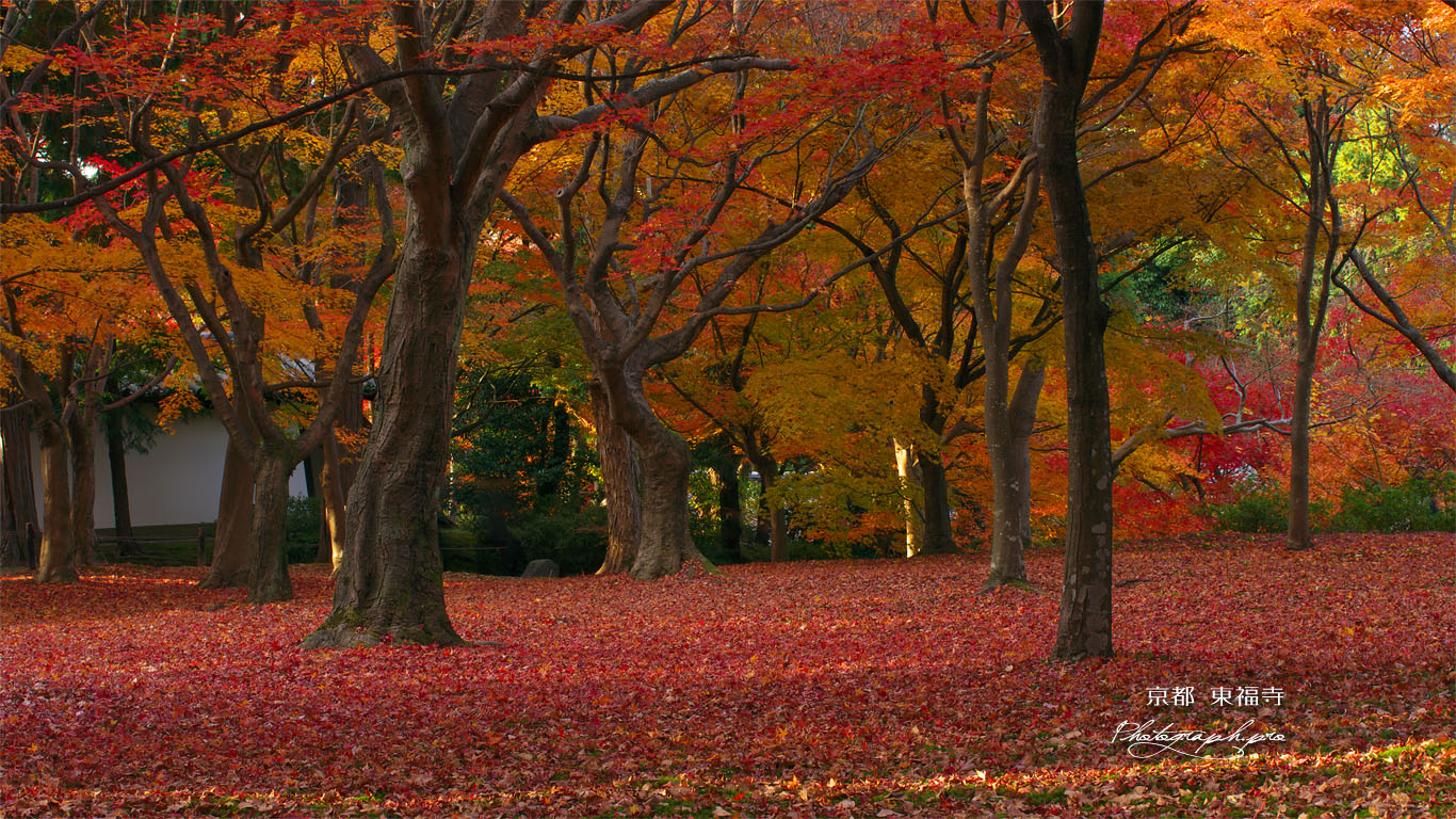 東福寺洗玉澗庭園の紅葉 壁紙