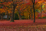 東福寺洗玉澗庭園の紅葉