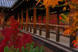 東福寺通天橋の紅葉