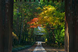 寿福寺 総門越しの紅葉の参道