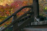 妙本寺 ネコ住職と名残紅葉