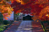 養源院参道の紅葉