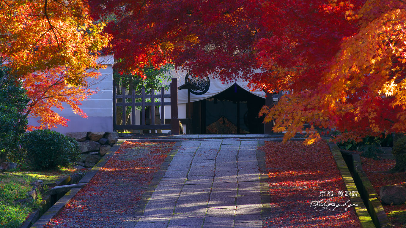 養源院参道の紅葉 壁紙