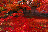 紅葉と養源院勅使門