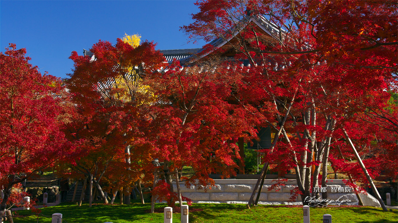 智積院の紅葉 壁紙