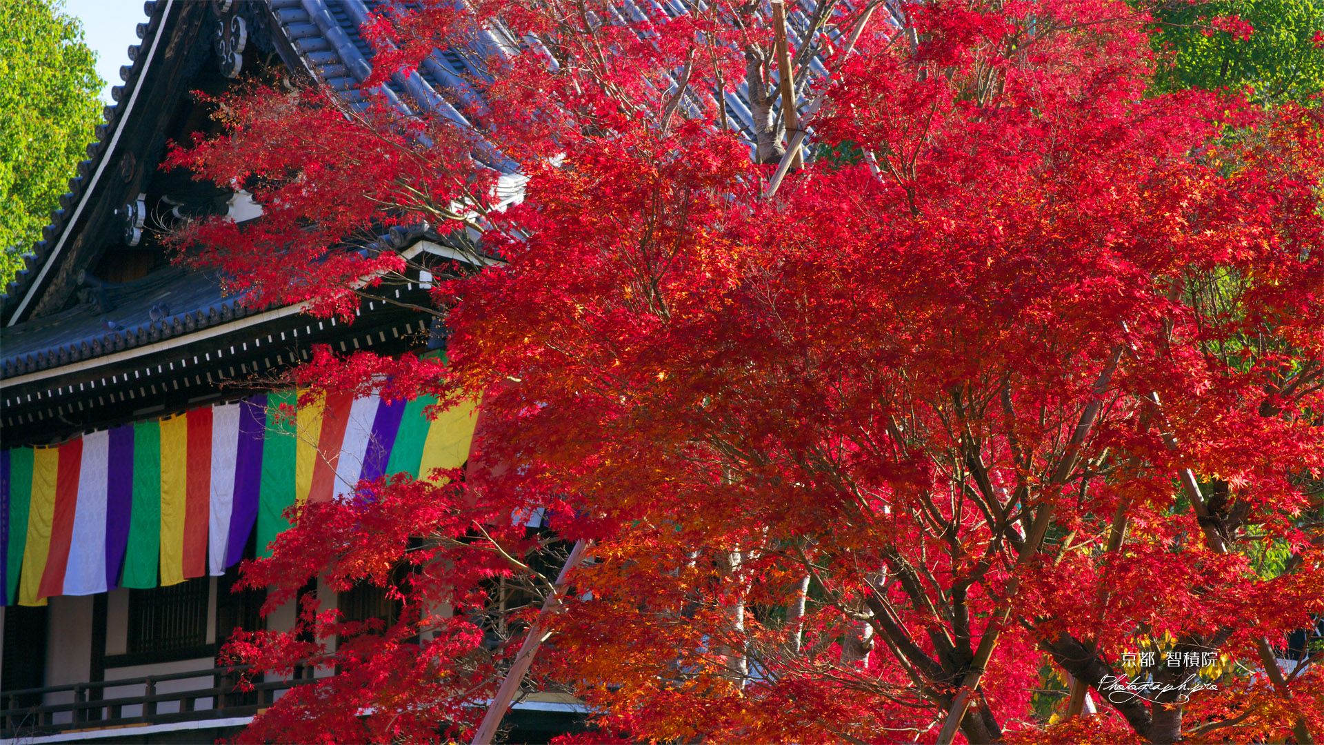 智積院 紅葉の明王殿