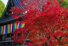 智積院