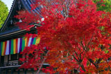 智積院