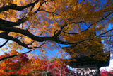 紅葉の清水寺子安塔