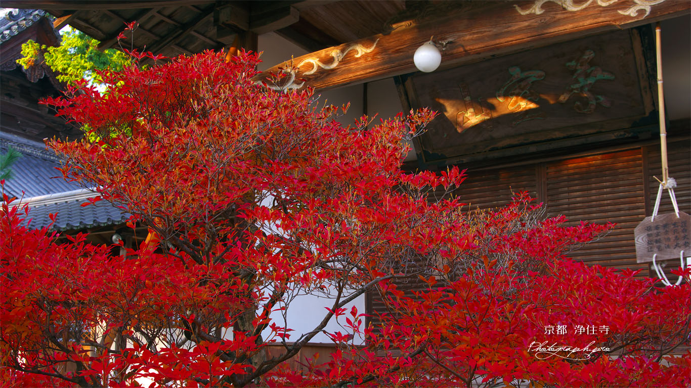 京都浄住寺のドウダンツツジ 壁紙