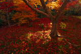 宝筐院 庭園の散り紅葉