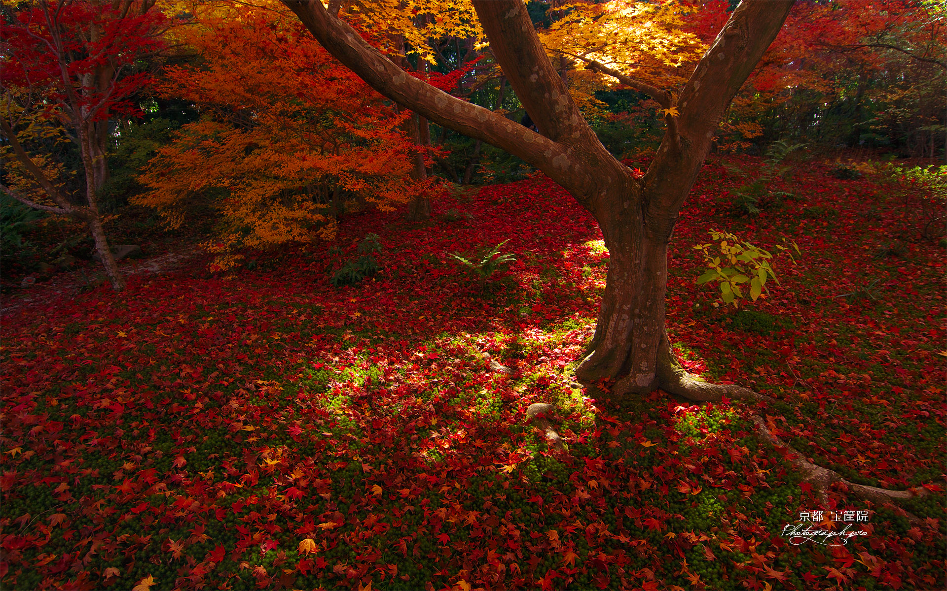宝筐院 庭園の散り紅葉