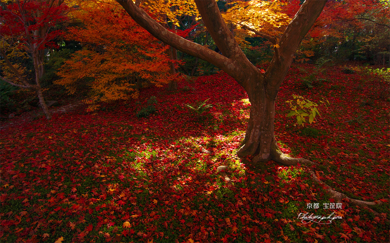 宝筐院 庭園の散り紅葉 壁紙