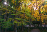 京都地蔵院の青紅葉