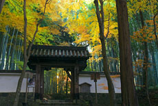 地蔵院