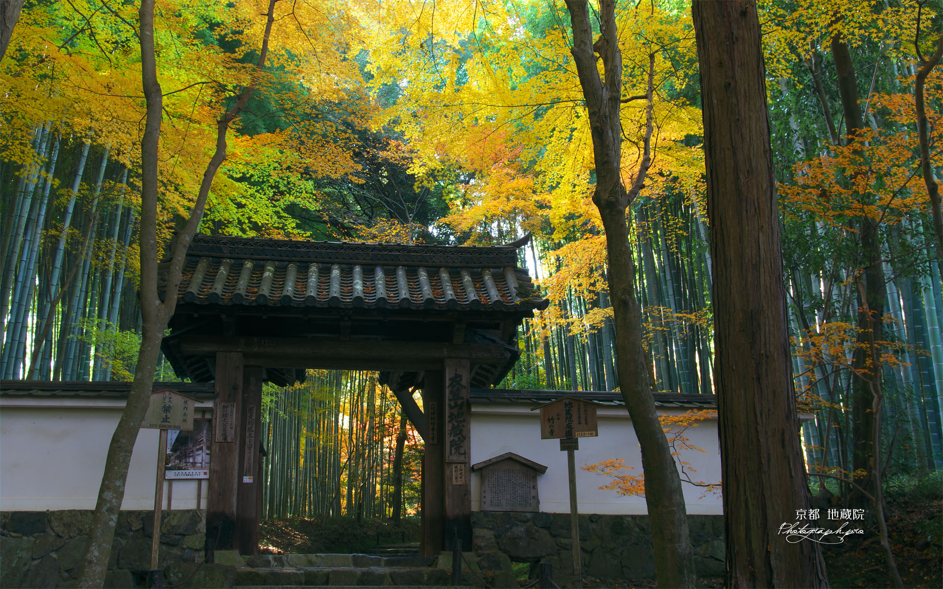 京都地蔵院の総門と竹林