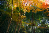 京都地蔵院（竹の寺）の紅葉と竹林