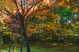 京都地蔵院（竹の寺）の中庭の紅葉
