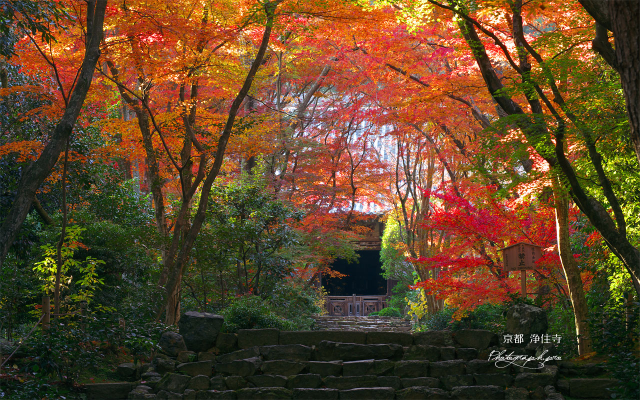 京都浄住寺の石段と紅葉 壁紙
