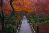 宝筐院 錦秋の庭園