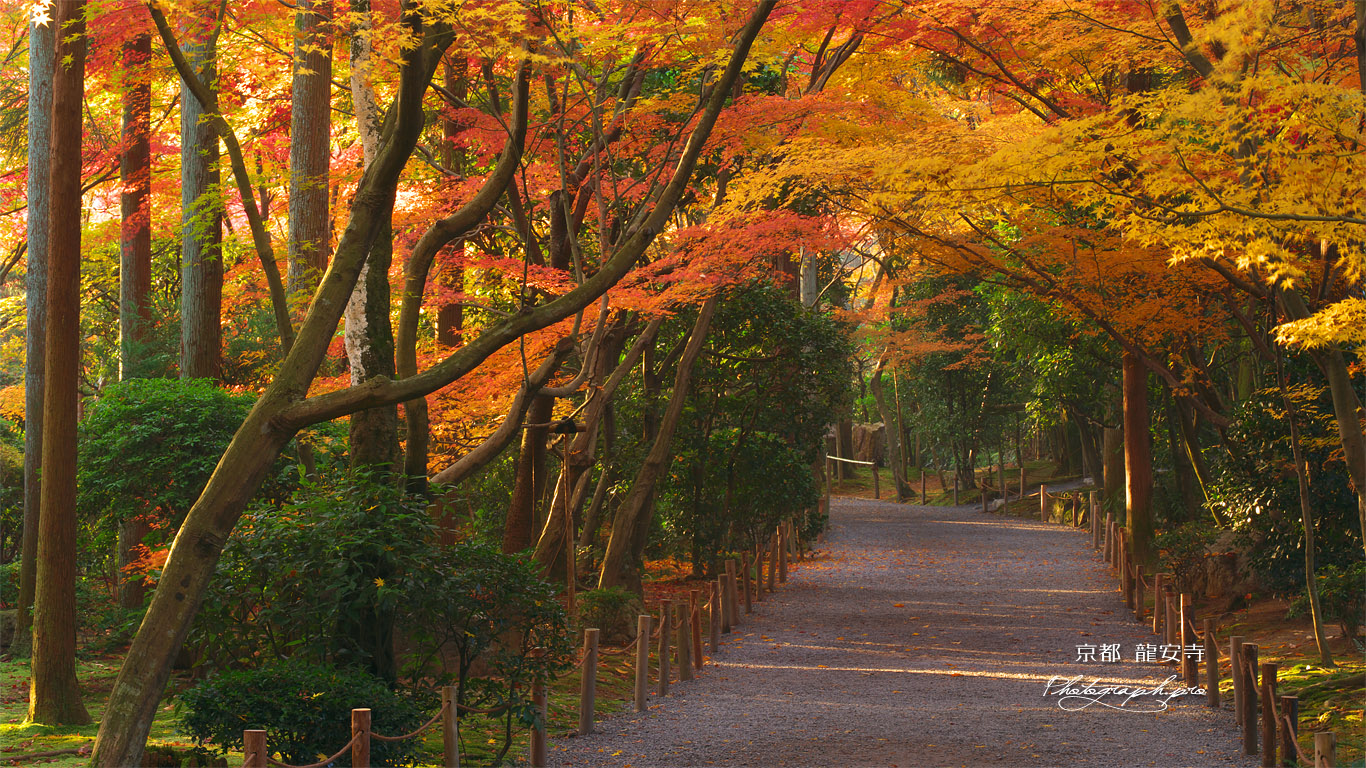 龍安寺 紅葉のトンネル 壁紙