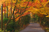 龍安寺 紅葉のトンネル