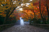 龍安寺 参道の紅葉