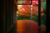 龍安寺 床もみじ
