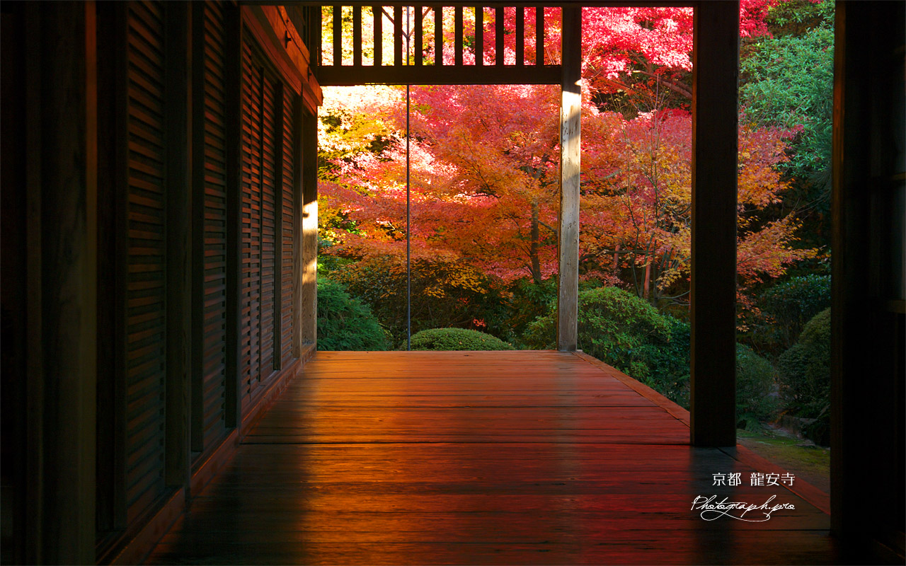 龍安寺 床もみじ の壁紙 1280x800