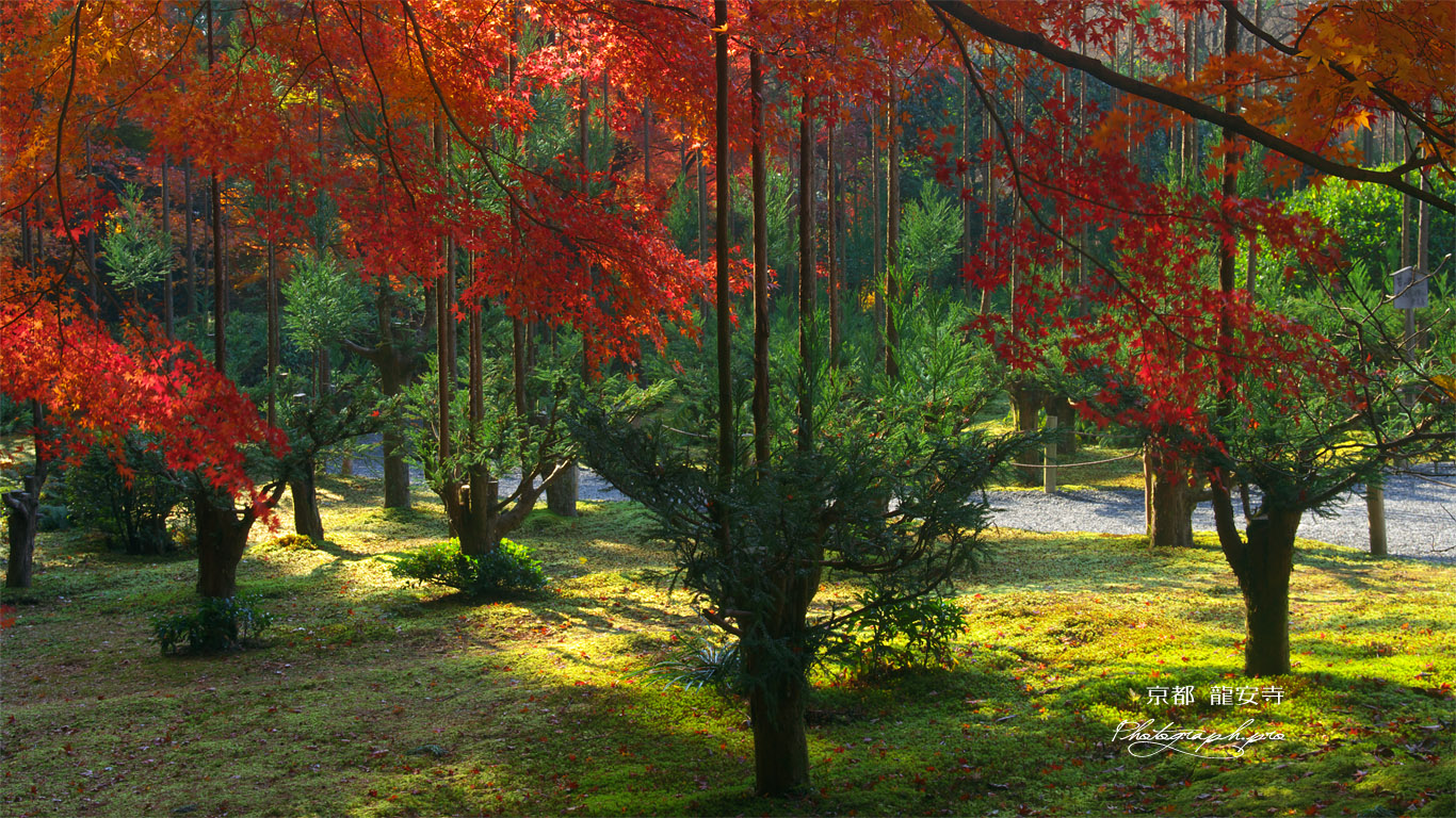 龍安寺 北山台杉と紅葉 壁紙