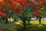 龍安寺 北山台杉と紅葉