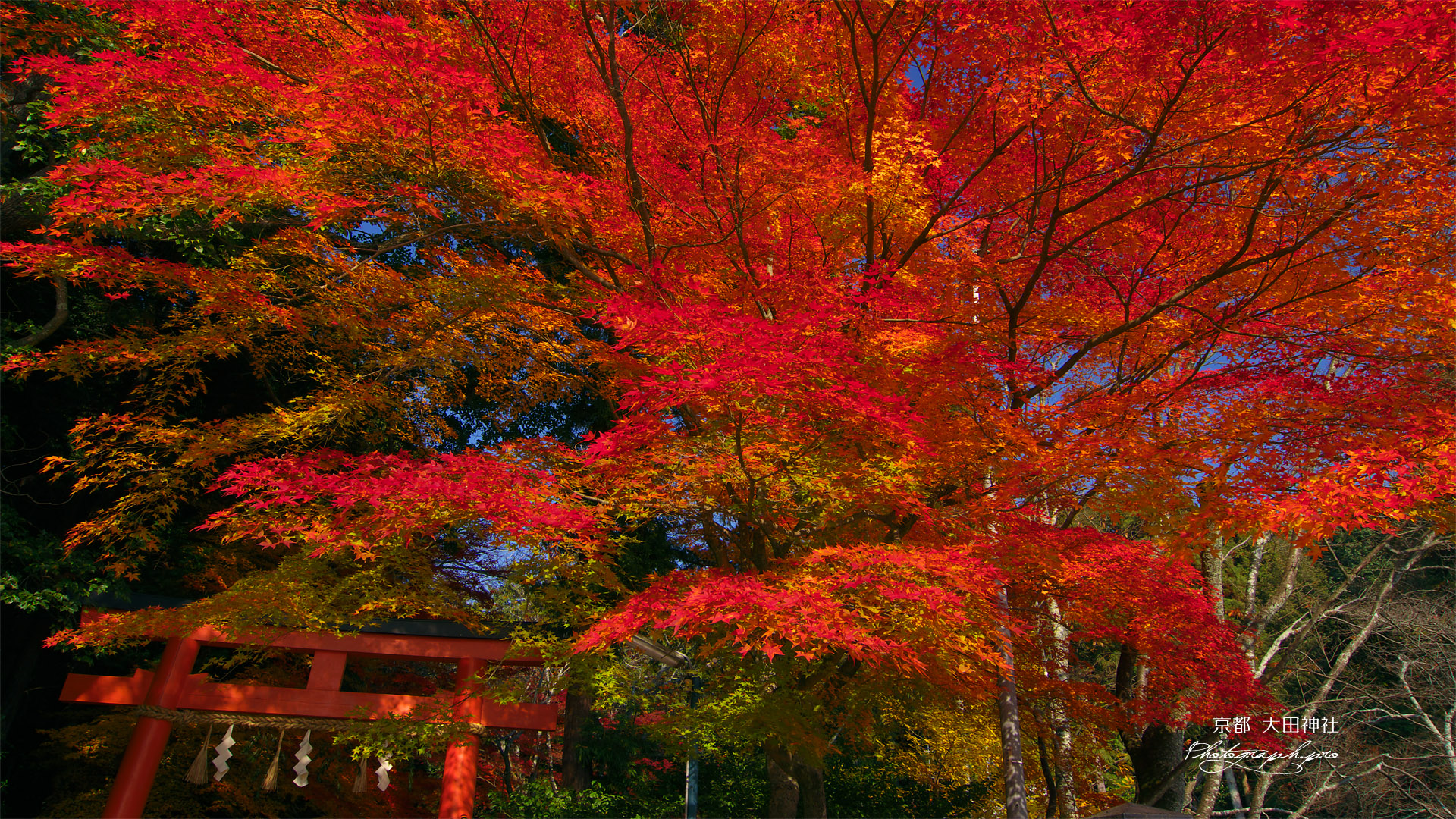 大田神社 紅葉と鳥居