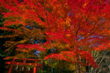 大田神社 紅葉と鳥居
