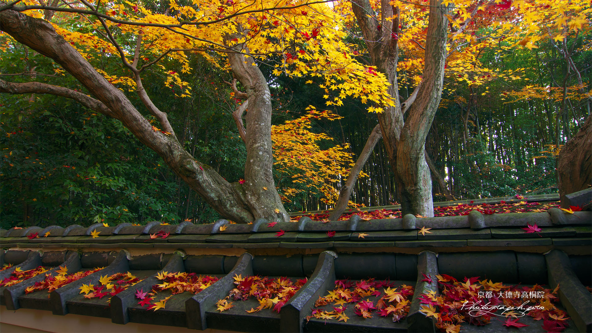 板塀瓦の散り紅葉