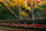 板塀瓦の散り紅葉