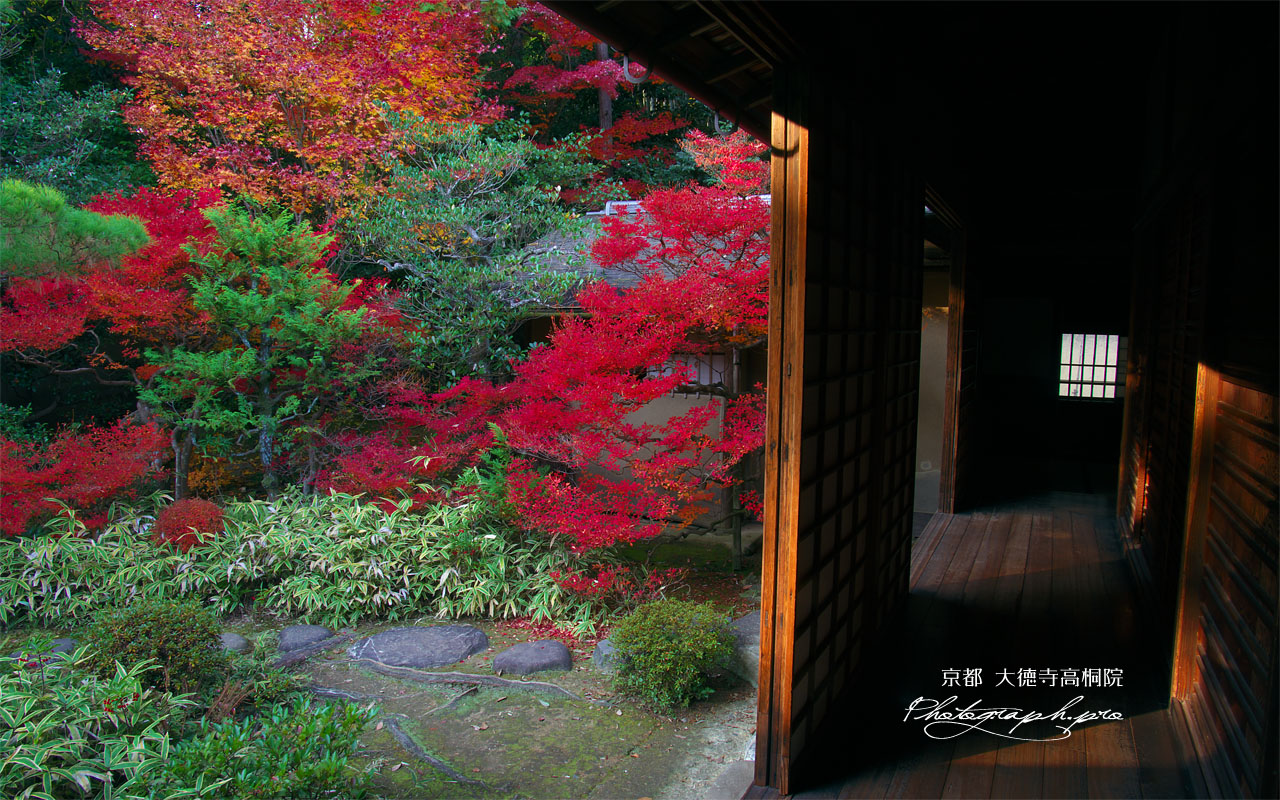 大徳寺高桐院の松向軒 壁紙
