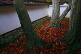 大徳寺高桐院楓の庭の散り紅葉