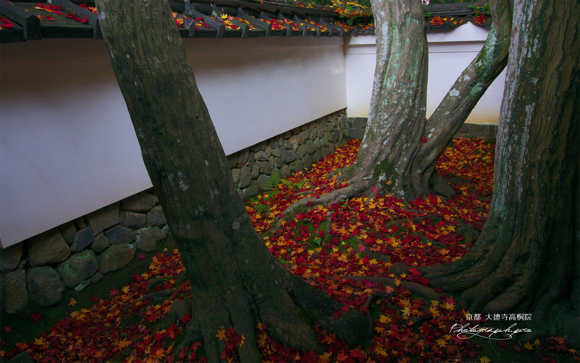 大徳寺高桐院楓の庭の散り紅葉