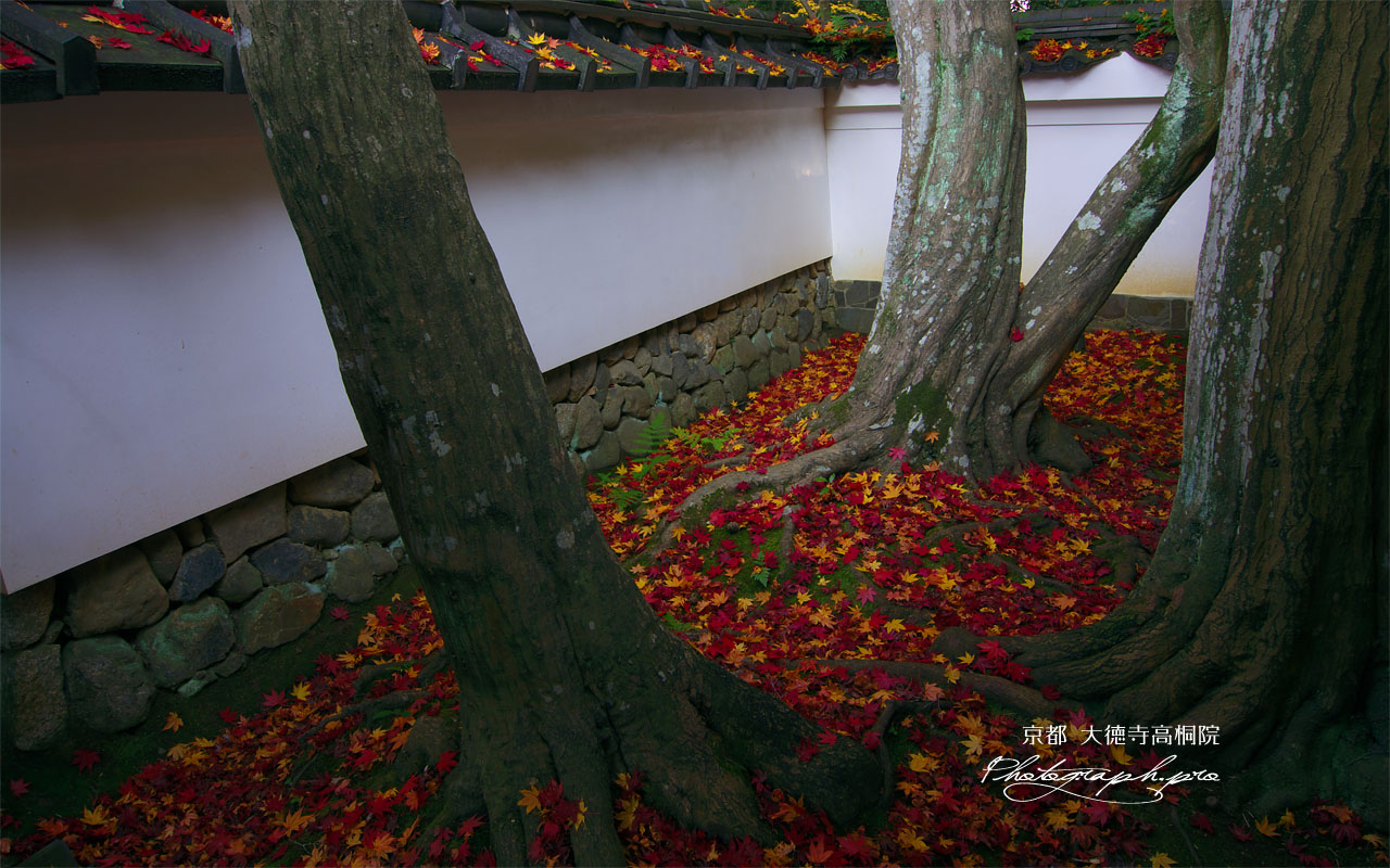 大徳寺高桐院楓の庭の散り紅葉 壁紙