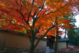 大徳寺 正受院門前の紅葉