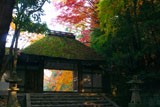 木漏れ日射す法然院山門と紅葉