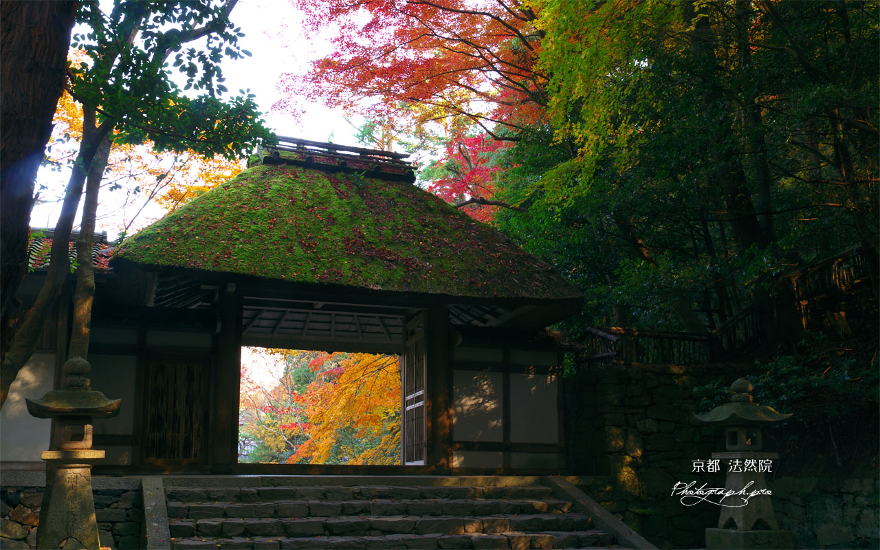 木漏れ日射す法然院山門と紅葉 壁紙