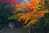 紅葉の法然院山門