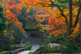 紅葉の法然院