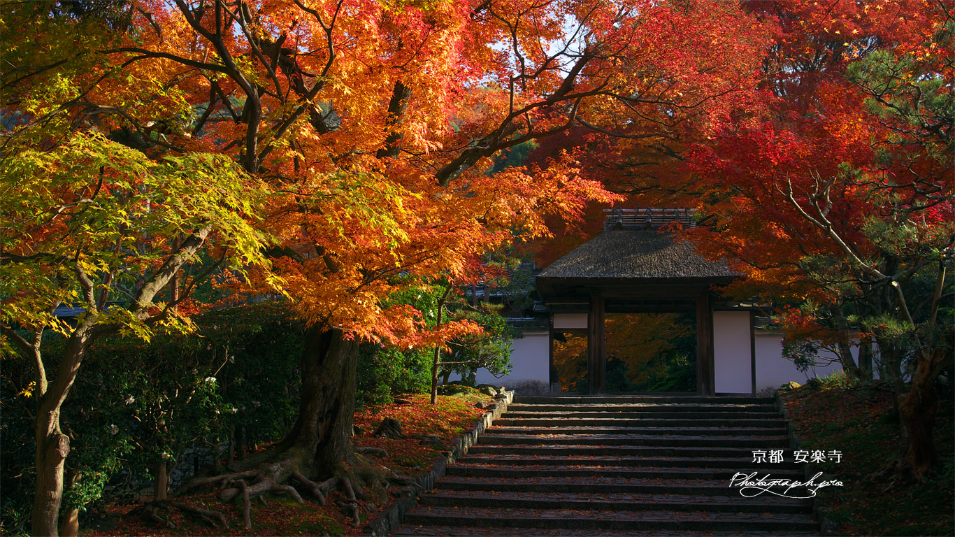 安楽寺 紅葉と山門 壁紙