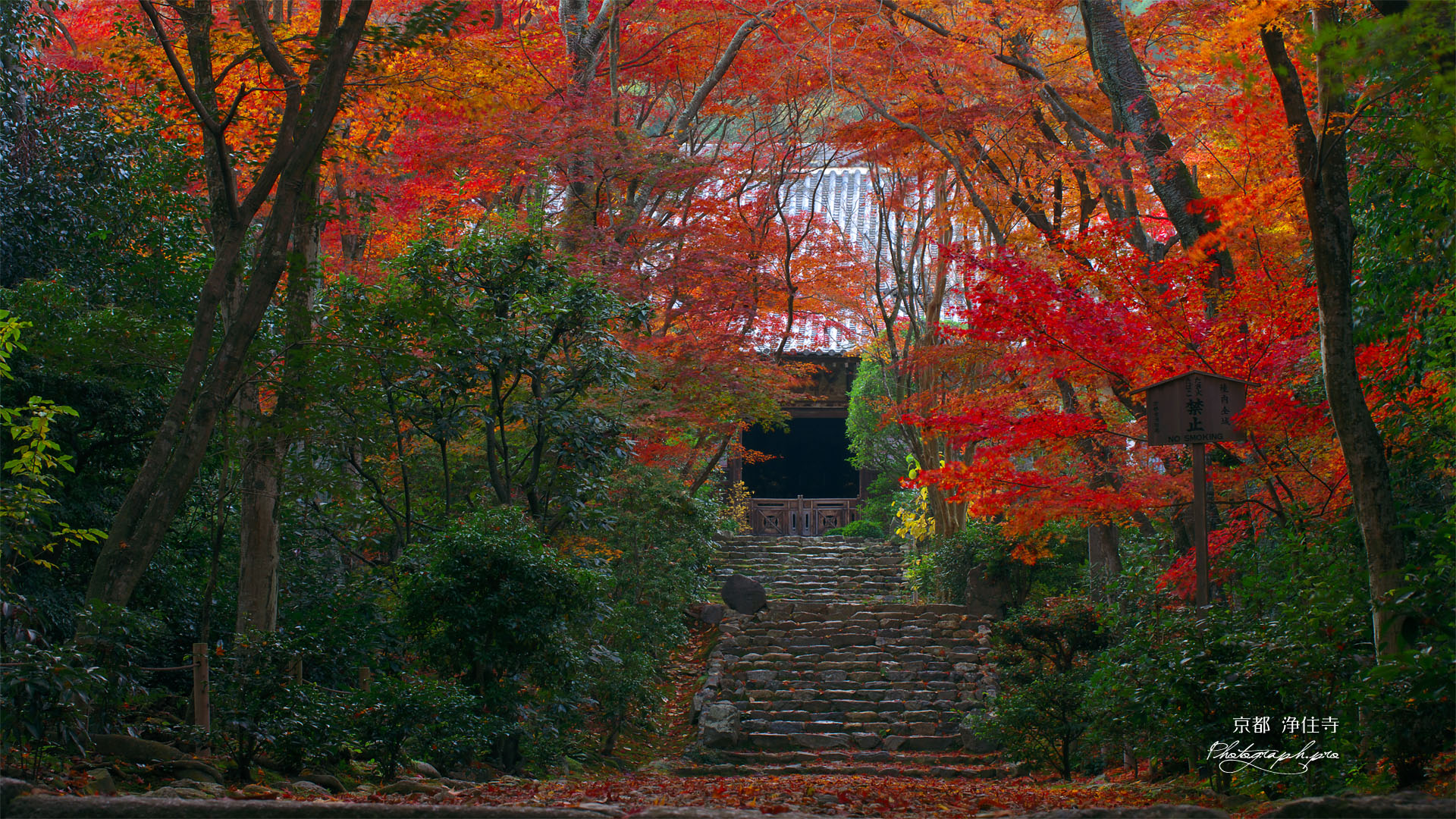 京都浄住寺の参道と紅葉