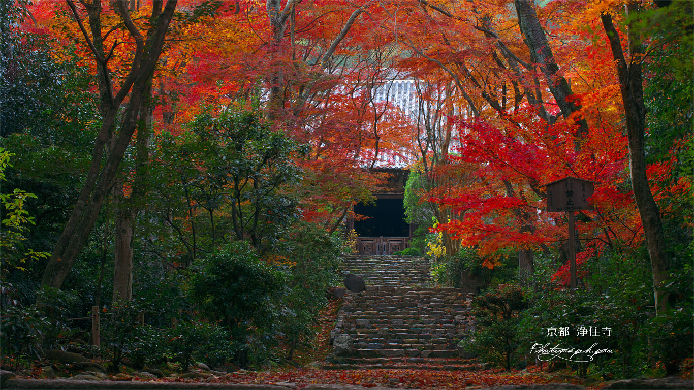 京都浄住寺の参道と紅葉 壁紙