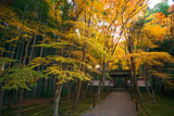 京都地蔵院（竹の寺）の紅葉と竹林