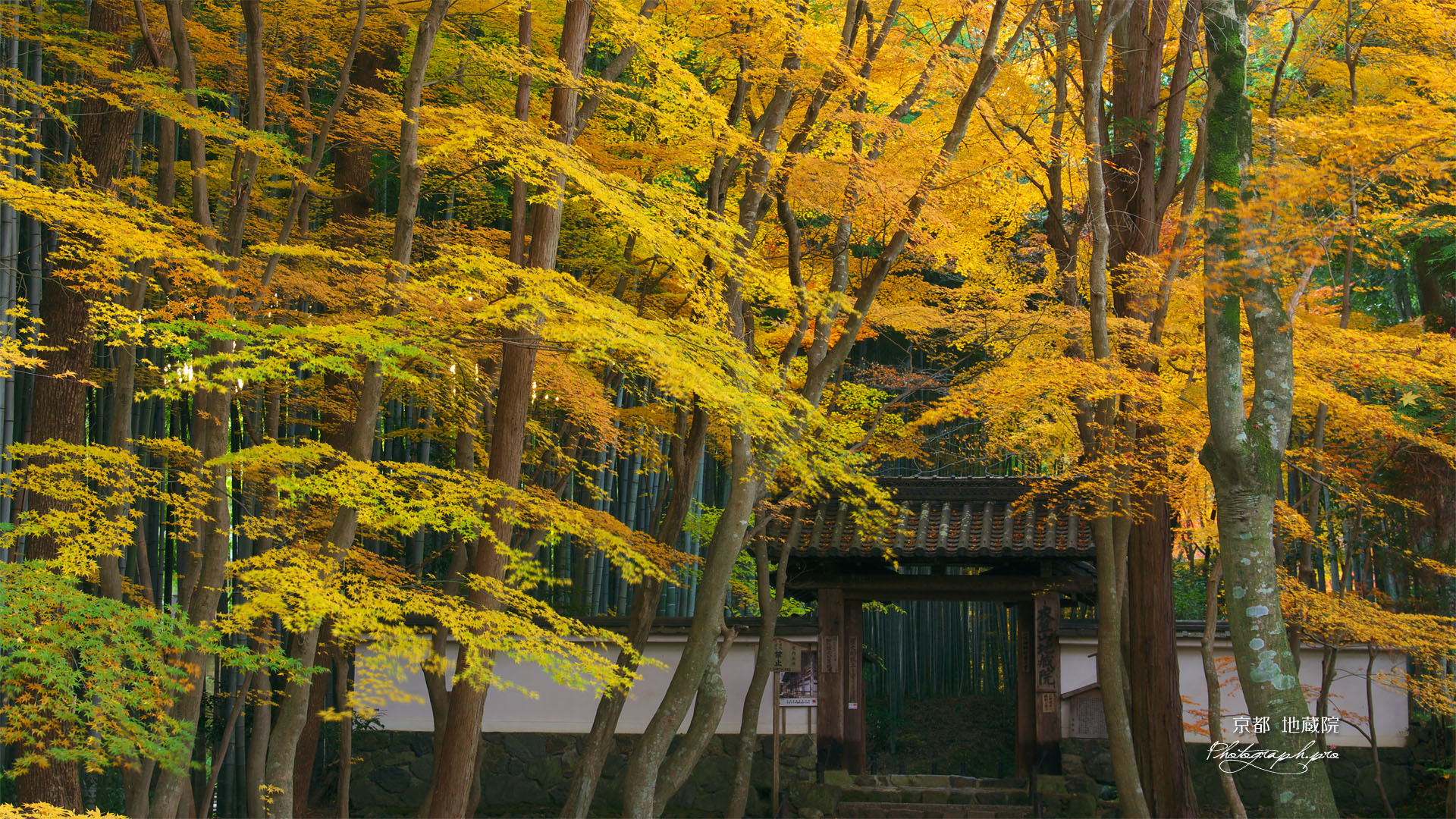 京都地蔵院（竹の寺）の総門と楓の黄葉