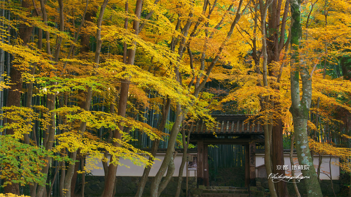 京都地蔵院（竹の寺）の総門と楓の黄葉 壁紙